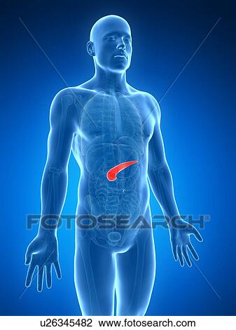 Human pancreas, artwork View Large Illustration Drawing - Human pancreas, artwork. Fotosearch