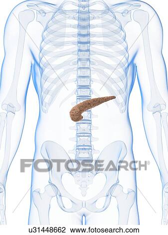 Drawing - Human pancreas, artwork. Fotosearch