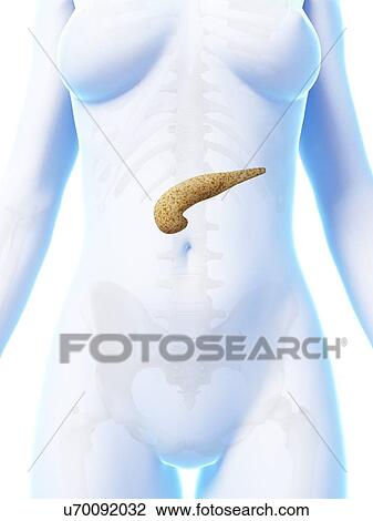 Drawing - Human pancreas, artwork. Fotosearch