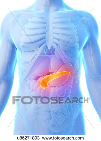 Human pancreas, artwork View Large Illustration Drawing - Human pancreas, artwork. Fotosearch