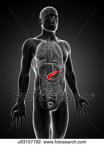 Drawing - Human pancreas, artwork. Fotosearch