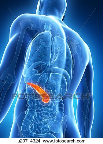 Stock Illustration - Human pancreas, artwork. Fotosearch