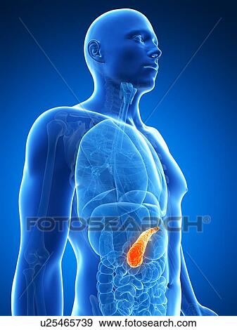 Human pancreas, artwork View Large Illustration Stock Illustration - Human pancreas, artwork. Fotosearch