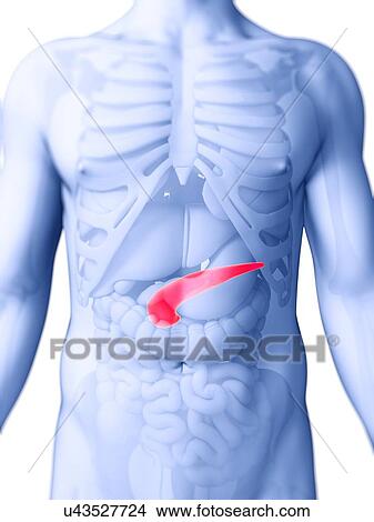 Stock Illustration - Human pancreas, artwork. Fotosearch