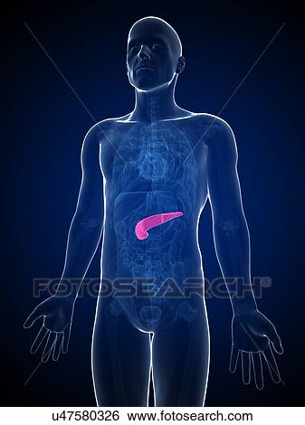 Human pancreas, artwork View Large Illustration Stock Illustration - Human pancreas, artwork. Fotosearch