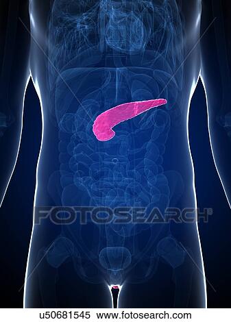 Human pancreas, artwork View Large Illustration Stock Illustration - Human pancreas, artwork. Fotosearch