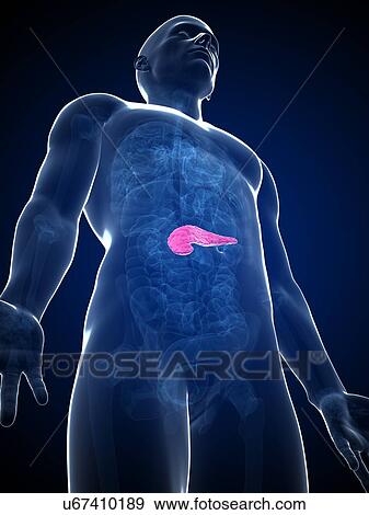 Stock Illustration - Human pancreas, artwork. Fotosearch