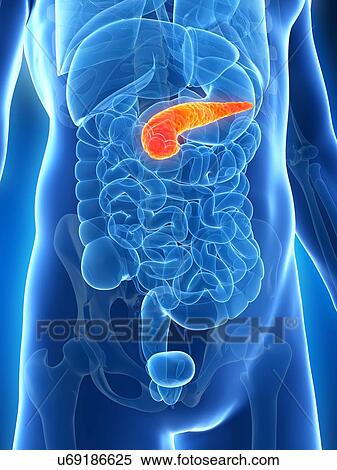 Stock Illustration - Human pancreas, artwork. Fotosearch