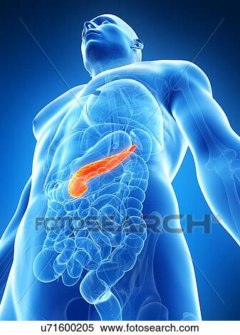 Stock Illustration - Human pancreas, artwork. Fotosearch