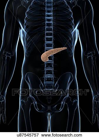Human pancreas, artwork View Large Illustration Stock Illustration - Human pancreas, artwork. Fotosearch
