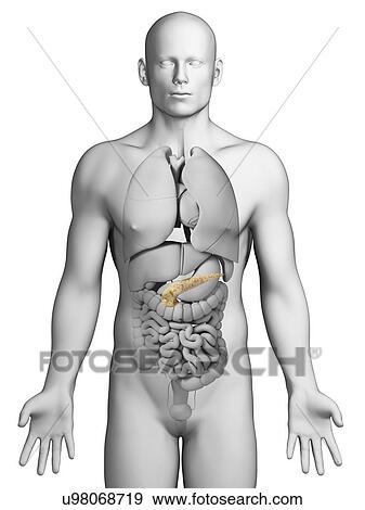Human pancreas, artwork View Large Illustration Stock Illustration - Human pancreas, artwork. Fotosearch
