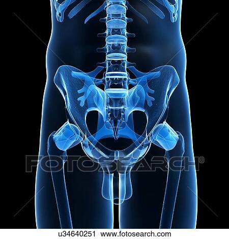 Clip Art - Human pelvis, artwork. Fotosearch