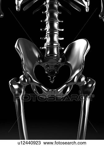 Human pelvis, artwork View Large Illustration Drawing - Human pelvis, artwork. Fotosearch