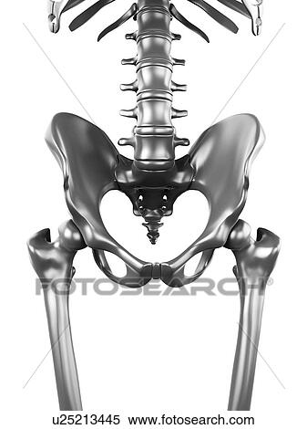 Stock Illustration - Human pelvis, artwork. Fotosearch