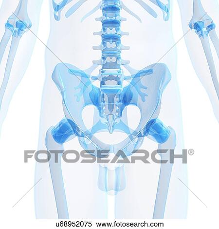 Human pelvis, artwork View Large Illustration Stock Illustration - Human pelvis, artwork. Fotosearch