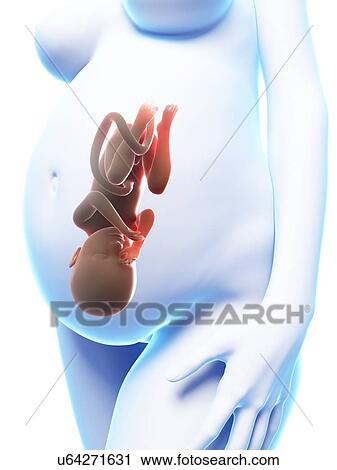 Human pregnancy, artwork View Large Illustration Clip Art - Human pregnancy, artwork. Fotosearch
