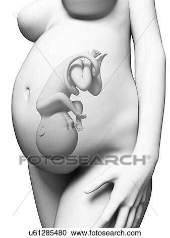 Human pregnancy, artwork View Large Illustration Clipart - Human pregnancy, artwork. Fotosearch