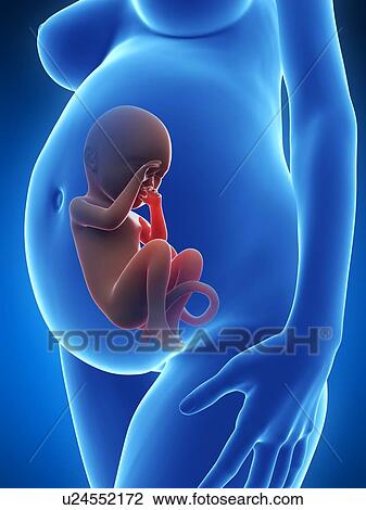 Human pregnancy, artwork View Large Illustration Drawing - Human pregnancy, artwork. Fotosearch