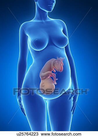 Human pregnancy, artwork View Large Illustration Drawing - Human pregnancy, artwork. Fotosearch