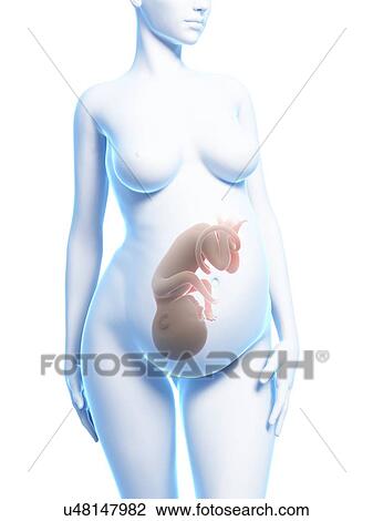 Human pregnancy, artwork View Large Illustration Drawing - Human pregnancy, artwork. Fotosearch