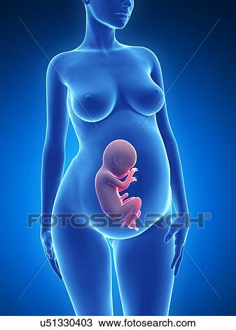 Drawing - Human pregnancy, artwork. Fotosearch