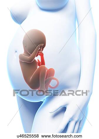 Stock Illustration - Human pregnancy, artwork. Fotosearch