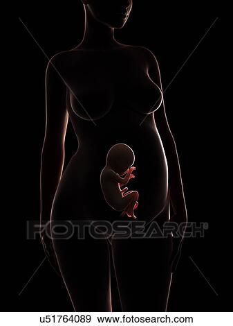 Human pregnancy, artwork View Large Illustration Stock Illustration - Human pregnancy, artwork. Fotosearch