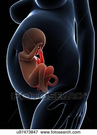 Human pregnancy, artwork View Large Illustration Stock Illustration - Human pregnancy, artwork. Fotosearch