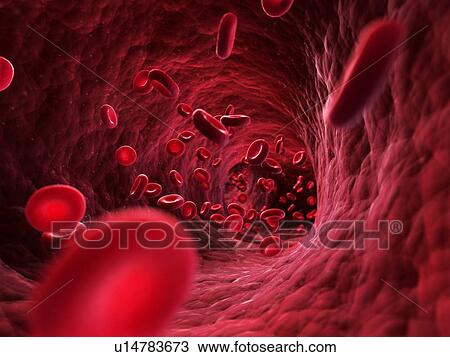 Human red blood cells, artwork View Large Illustration Drawing - Human red blood cells, artwork. Fotosearch