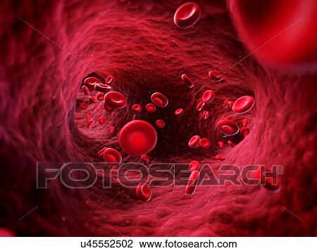 Drawing - Human red blood cells, artwork. Fotosearch