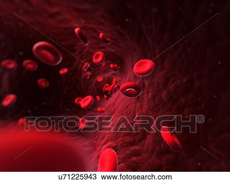 Human red blood cells, artwork View Large Illustration Drawing - Human red blood cells, artwork. Fotosearch