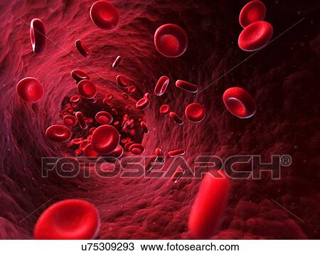 Drawing - Human red blood cells, artwork. Fotosearch