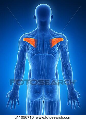 Human shoulder muscles, artwork View Large Illustration Clipart - Human shoulder muscles, artwork. Fotosearch