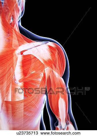 Human shoulder muscles, artwork View Large Illustration Drawing - Human shoulder muscles, artwork. Fotosearch