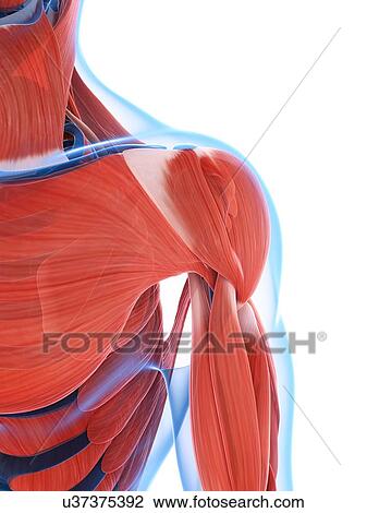 Drawing - Human shoulder muscles, artwork. Fotosearch
