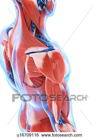 Human shoulder muscles, artwork View Large Illustration Stock Illustration - Human shoulder muscles, artwork. Fotosearch