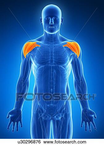 Human shoulder muscles, artwork View Large Illustration Stock Illustration - Human shoulder muscles, artwork. Fotosearch