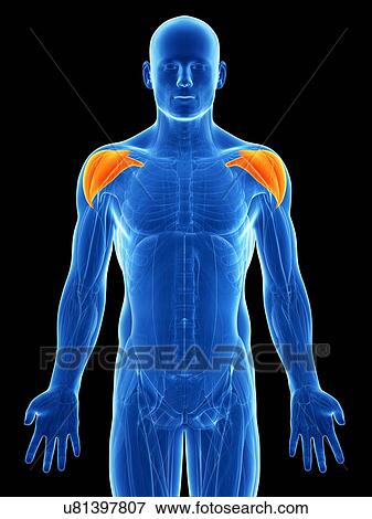 Stock Illustration - Human shoulder muscles, artwork. Fotosearch