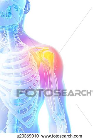 Human shoulder nerves, artwork View Large Illustration Clipart - Human shoulder nerves, artwork. Fotosearch