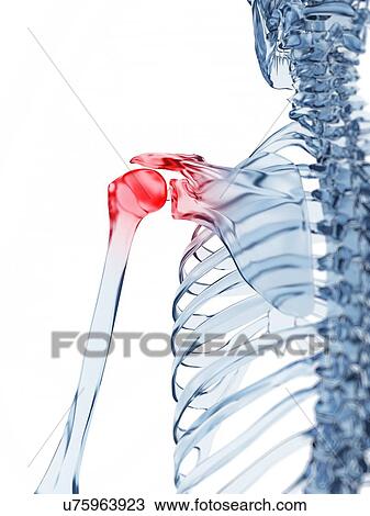 Human shoulder pain, artwork View Large Illustration Drawing - Human shoulder pain, artwork. Fotosearch