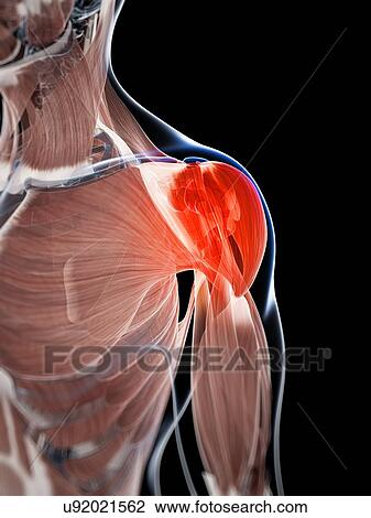 Human shoulder pain, artwork View Large Illustration Drawing - Human shoulder pain, artwork. Fotosearch
