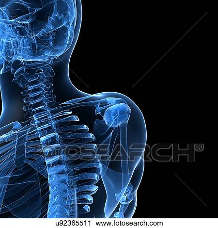 Human skeleton, artwork View Large Illustration Clip Art - Human skeleton, artwork. Fotosearch