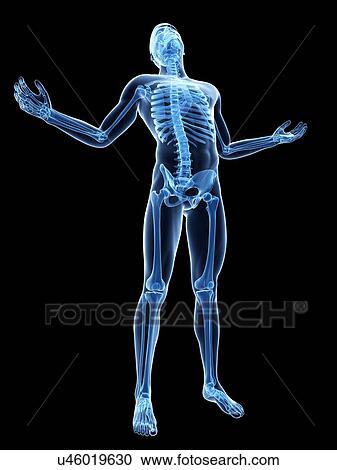 Human skeleton, artwork View Large Illustration Clipart - Human skeleton, artwork. Fotosearch