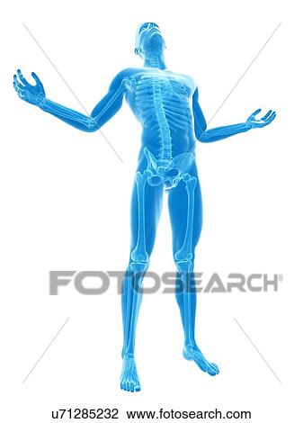 Human skeleton, artwork View Large Illustration Drawing - Human skeleton, artwork. Fotosearch