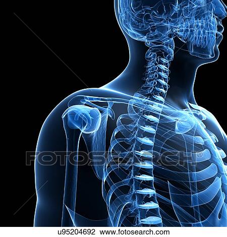 Drawing - Human skeleton, artwork. Fotosearch