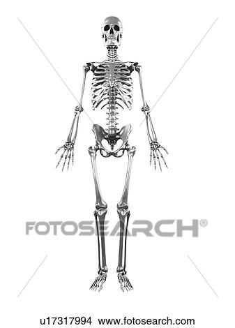 Stock Illustration - Human skeleton, artwork. Fotosearch