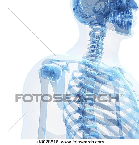Stock Illustration - Human skeleton, artwork. Fotosearch