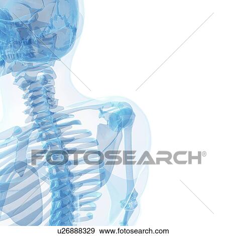 Stock Illustration - Human skeleton, artwork. Fotosearch