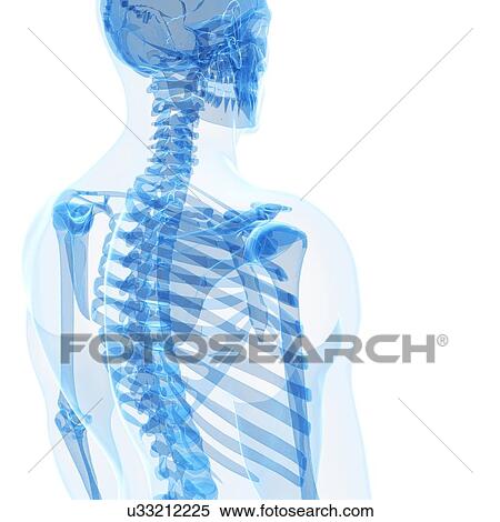 Human skeleton, artwork View Large Illustration Stock Illustration - Human skeleton, artwork. Fotosearch