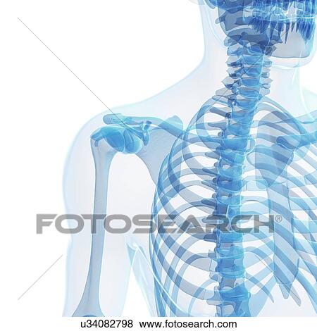 Stock Illustration - Human skeleton, artwork. Fotosearch